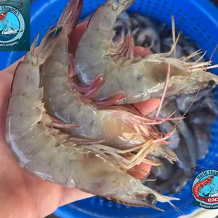 Gorgeous Fresh Louisiana Shrimp