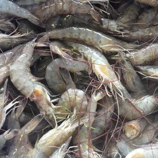 Fresh Shrimp