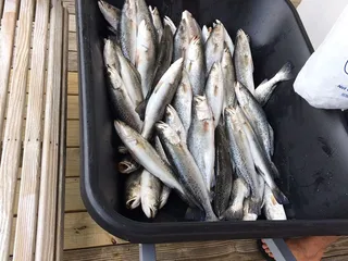 Topwater Charters