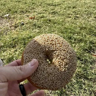 Sesame seed bagel