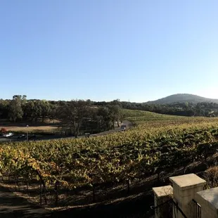 Such a beautiful winery