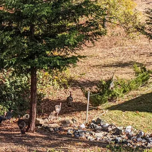 11 turkeys strolling on by