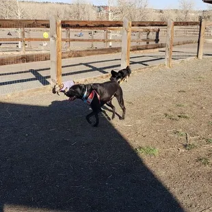 Big &amp; little dog park. Bring your own water