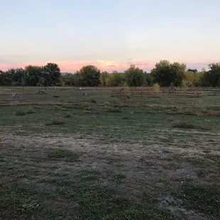 Good sized dog park close to home :)