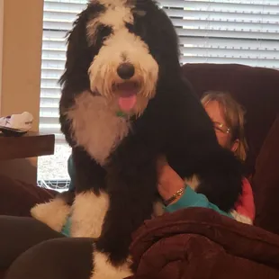 My newest client..Ready for his first trip to Davis Park..9 mo Sheepadoodle Ollie (Oliver)