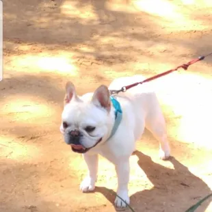 So ready to run and find new friends.. Sophie Soowee Sue happy Paw