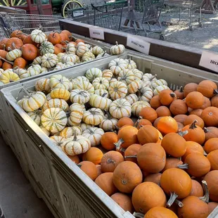 Pokémon pumpkins???
