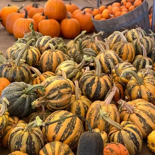 a pile of squash and gourds