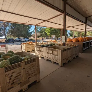Striped watermelons and various pumpkins