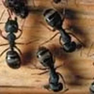 Residential Pest Control Services