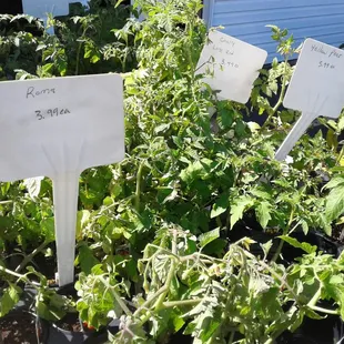 Davison's Greenhouse