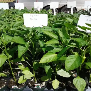 $3.99 for garden plants is high. I pay $1.99 at another locally owned nursery.