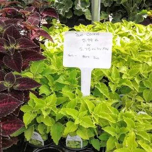 Coleus priced high. I pay 1/2 this at the other Davison's on Memorial.