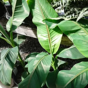 banana plants