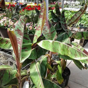 red banana plants, so cool!