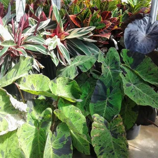 Cool mix of tropicals