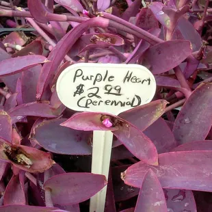 Davison's Nursery