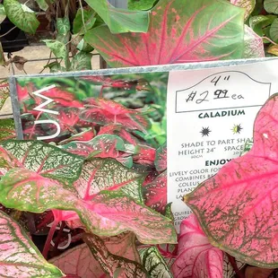 huge selection of Caladium