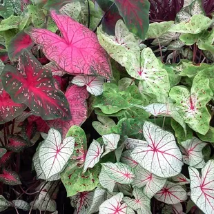I love the colors in Caladium