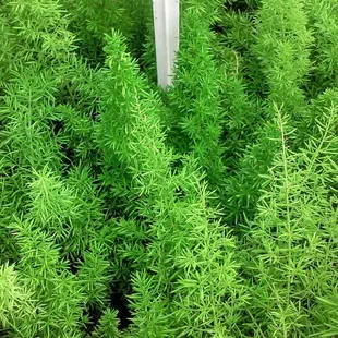 Asparagus fern