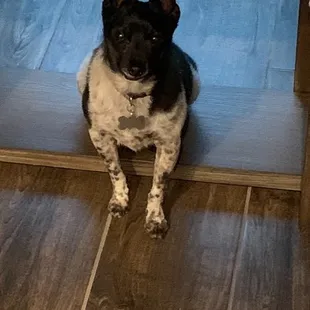 This is a photo of our dog....We love him and miss him.