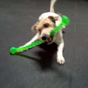 Fun at the Dawg House!