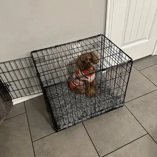 Fluffy's fresh cut. My guy asked for teddy bear face with a Miami body lmbo!!