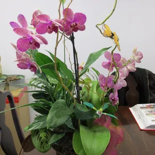 Gorgeous orchid plant arrangement -- extremely pleased!