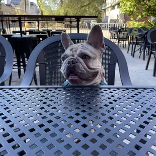 a dog sitting at a table