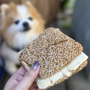 Sesame Bun w/ butter, toma cheese | $7 (cute parklet outside)
