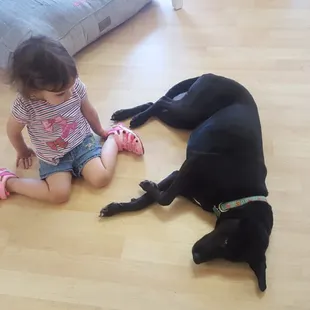 Bella the resident dog