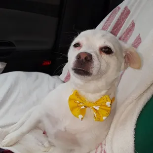 This was my dog Georgie had a wonderful experience look at the haircut