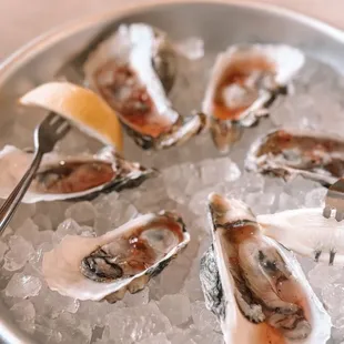 Oysters