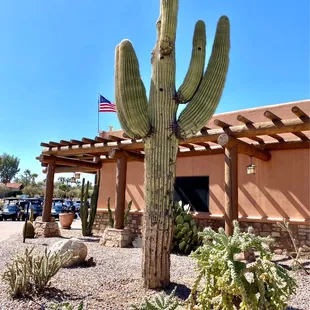 Beautiful Saguaro outside the restaurant