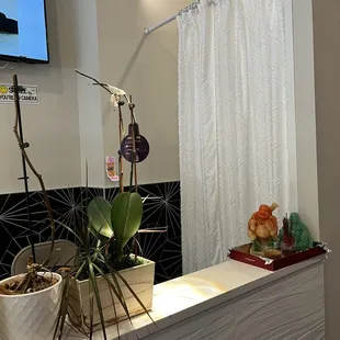 a bathroom with a sink, mirror, and plants
