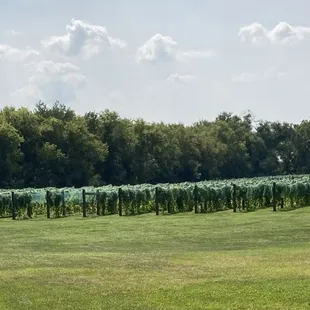 Vineyard