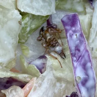 Roach in my salad
