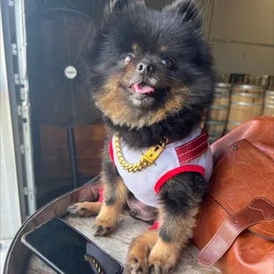 Woof