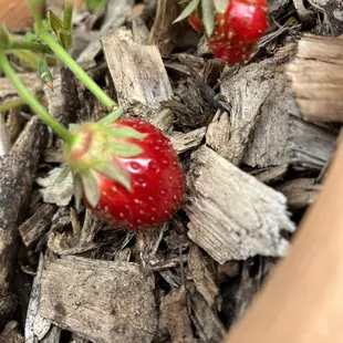 strawberries growing in a pot