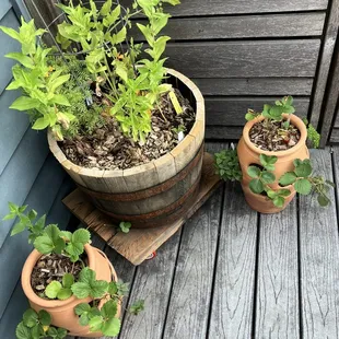 potted plants on a deck