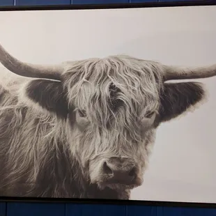 a cow with long horns