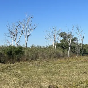 2 eagles (a little hard to see)