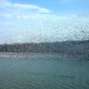 Snow Geese migration 04MAR18
