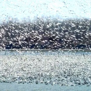 Snow Geese migration 04MAR18