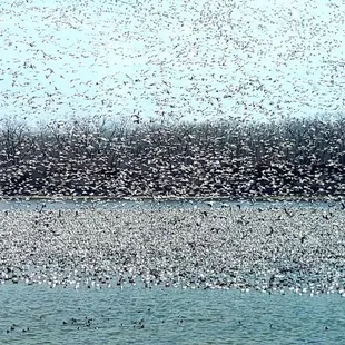 Snow Geese migration 04MAR18
