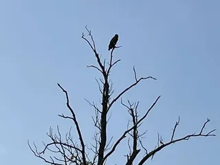 River Life Airboat Tours