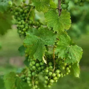 de terra Vineyard and Wines of Somerville