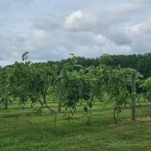 View of the vines