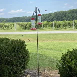 a bird feeder in the foreground