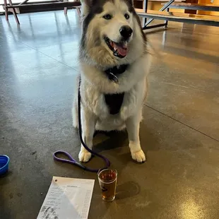 a dog sitting on the floor